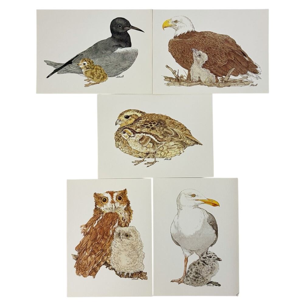 Vtg LK Powell North American Ecology Cards & Envelopes Set 5 Bird Illustration
